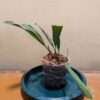 Coelogyne odoardi - Image 3