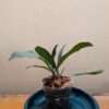 Coelogyne odoardi