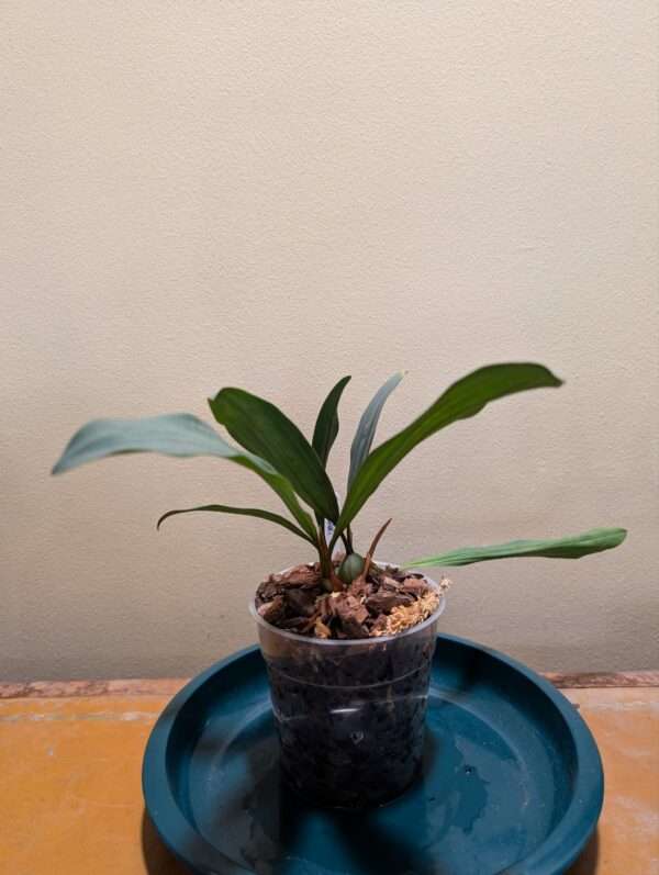 Coelogyne odoardi