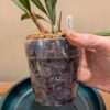 Coelogyne odoardi - Image 2