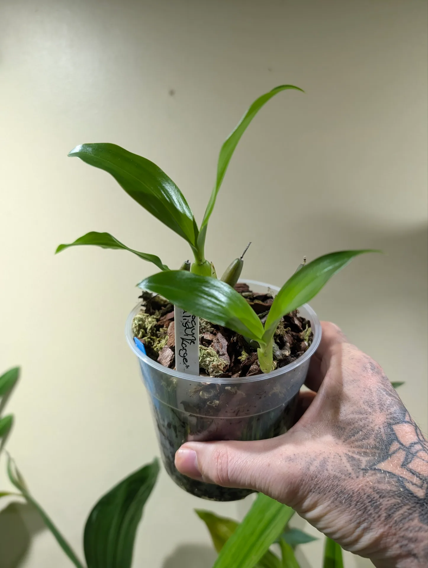 Coelogyne ovalis ‘Karge’ - Image 3