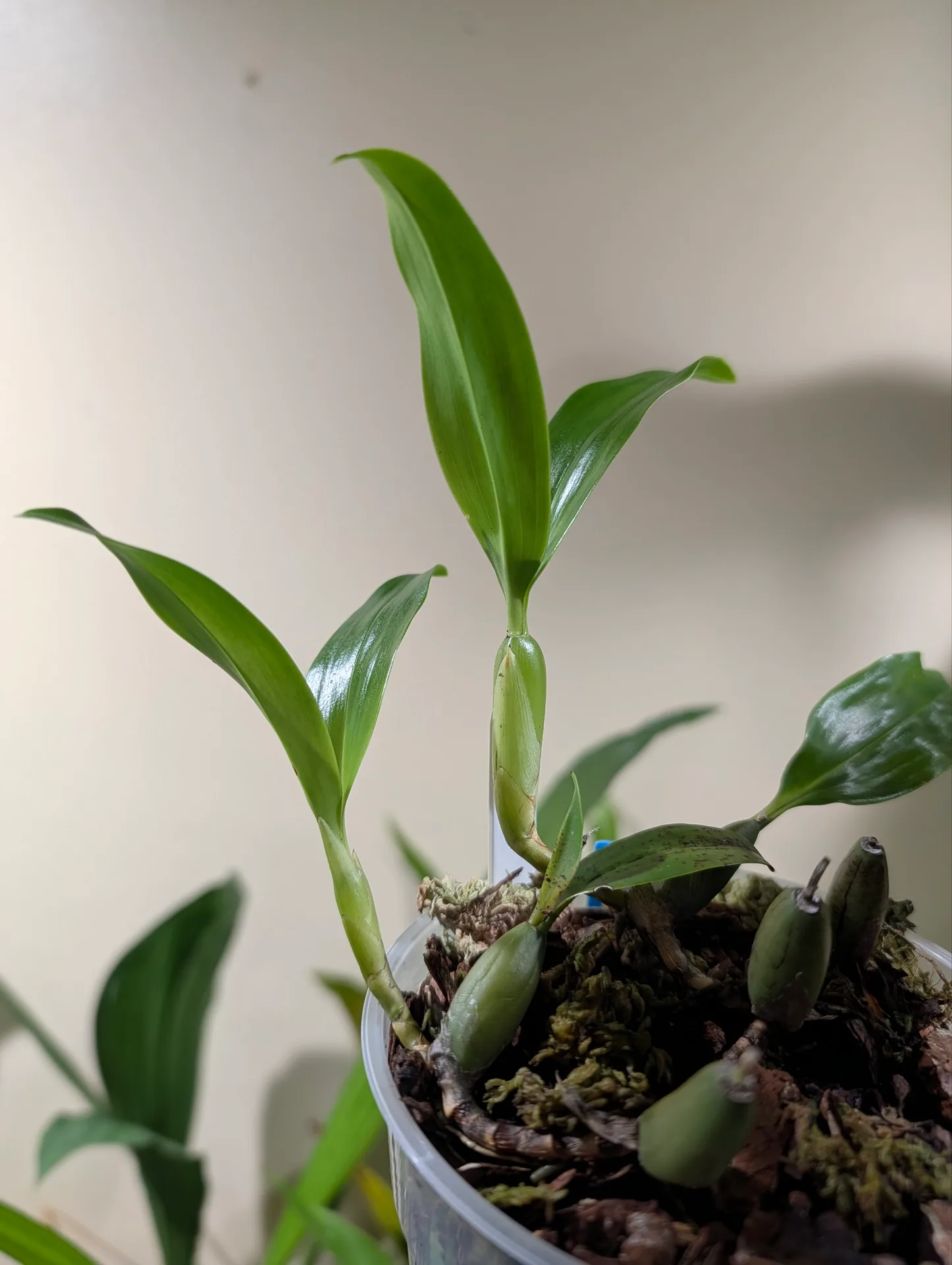 Coelogyne ovalis ‘Karge’ - Image 2