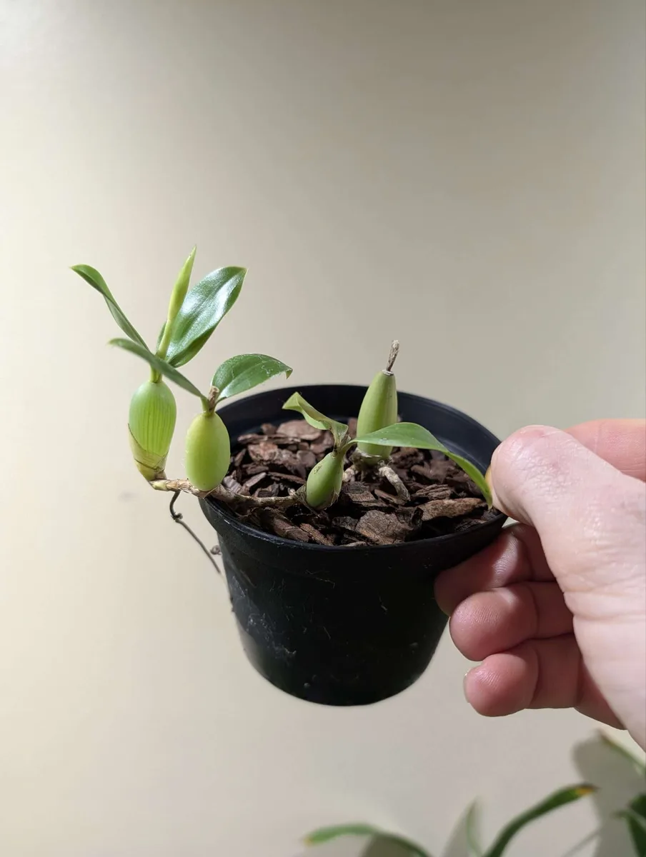 Coelogyne fimbriata 'kevsorchids' - Image 3