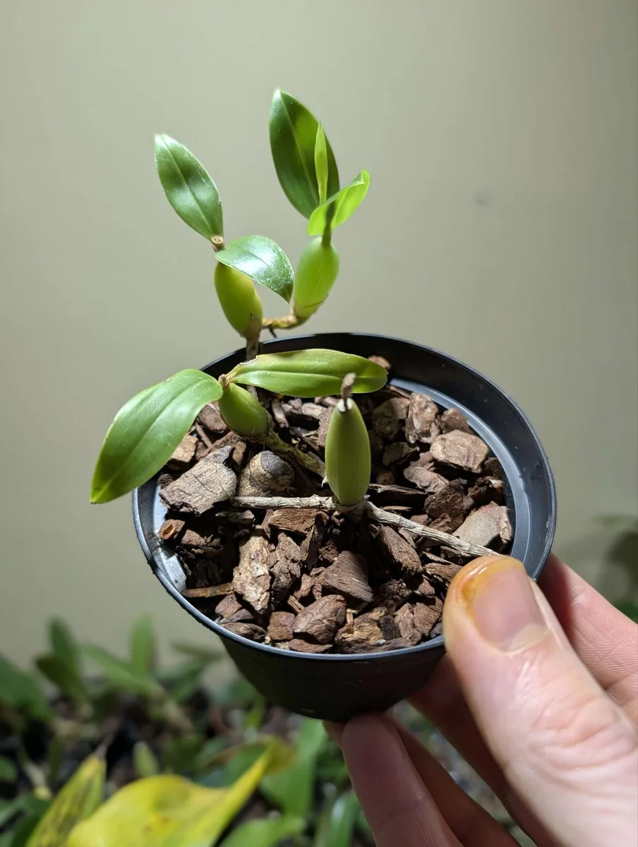 Coelogyne fimbriata 'kevsorchids' - Image 2