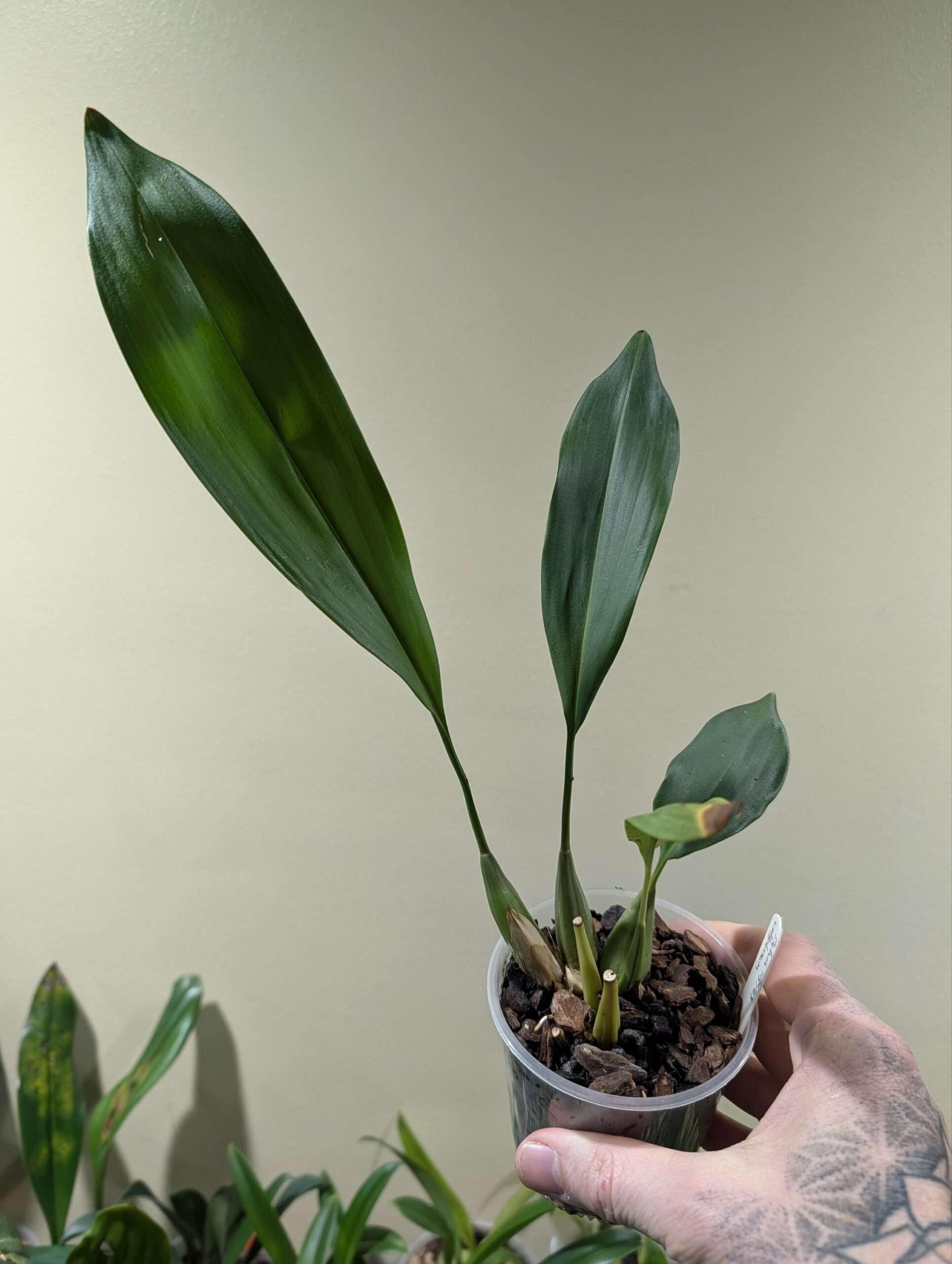 Dendrochilum cobbianum - Image 3