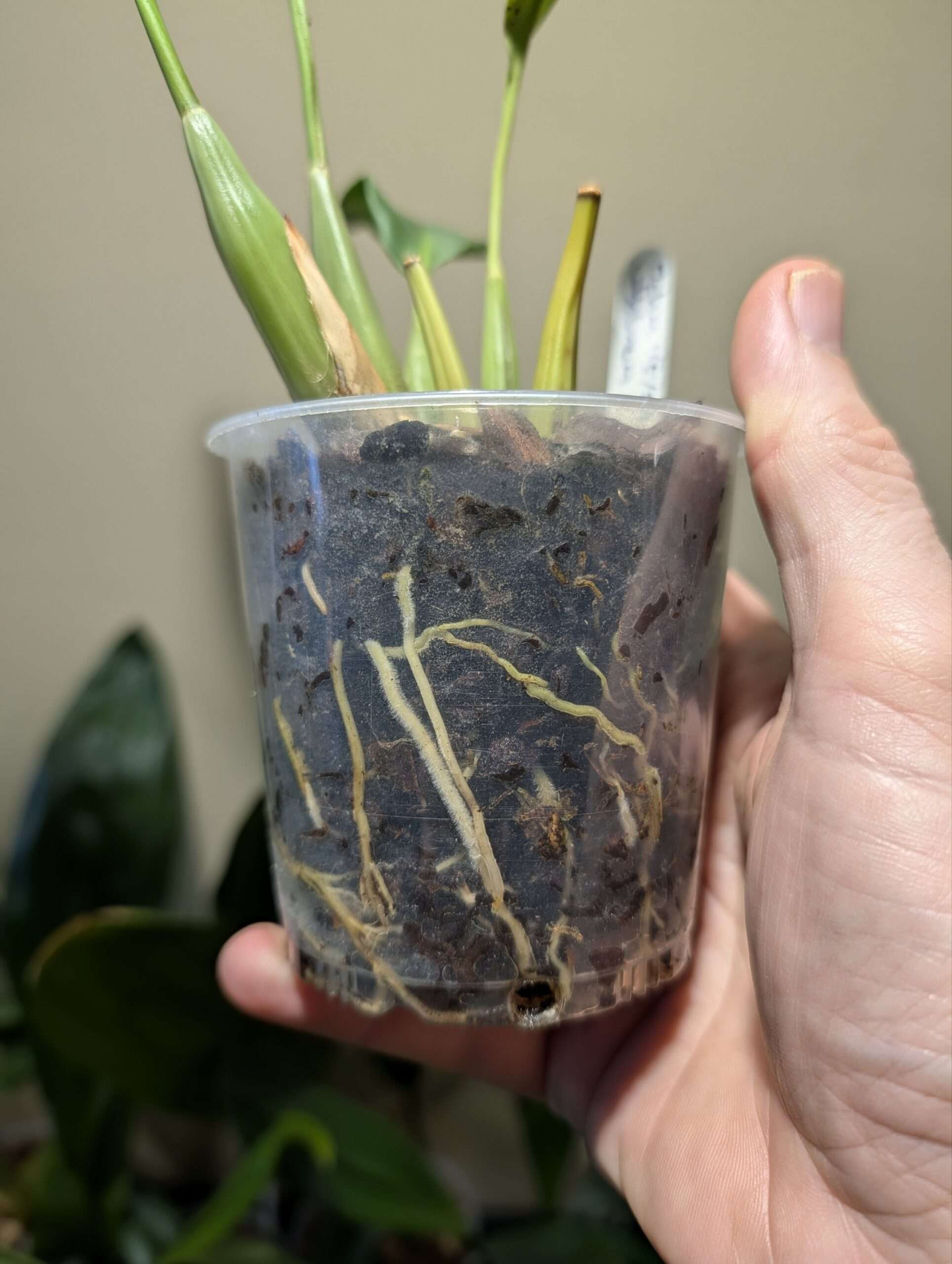 Dendrochilum cobbianum - Image 2