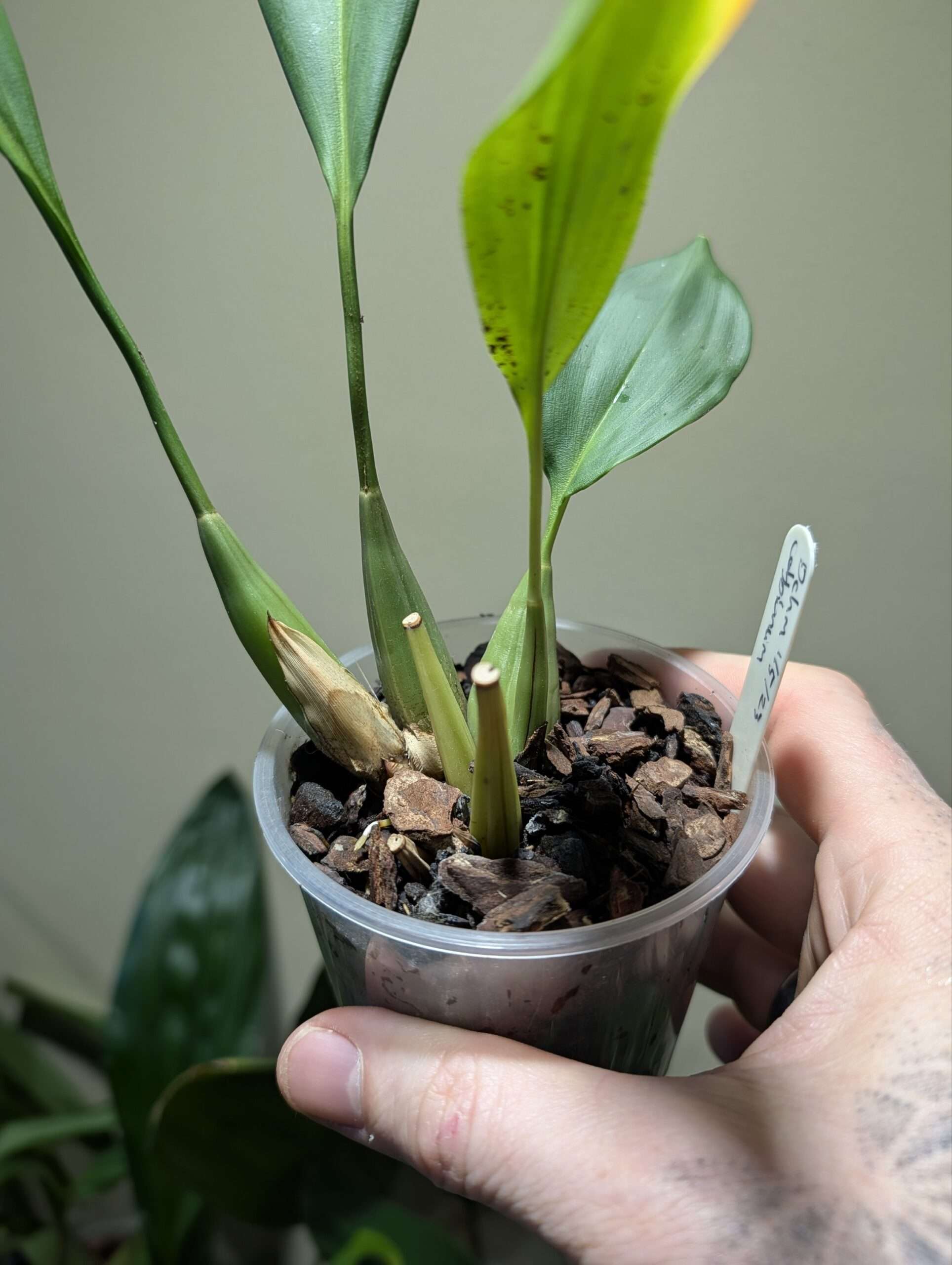 Dendrochilum cobbianum - Image 4