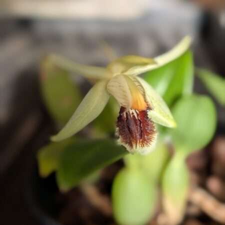 Coelogyne fimbriata 'kevsorchids'