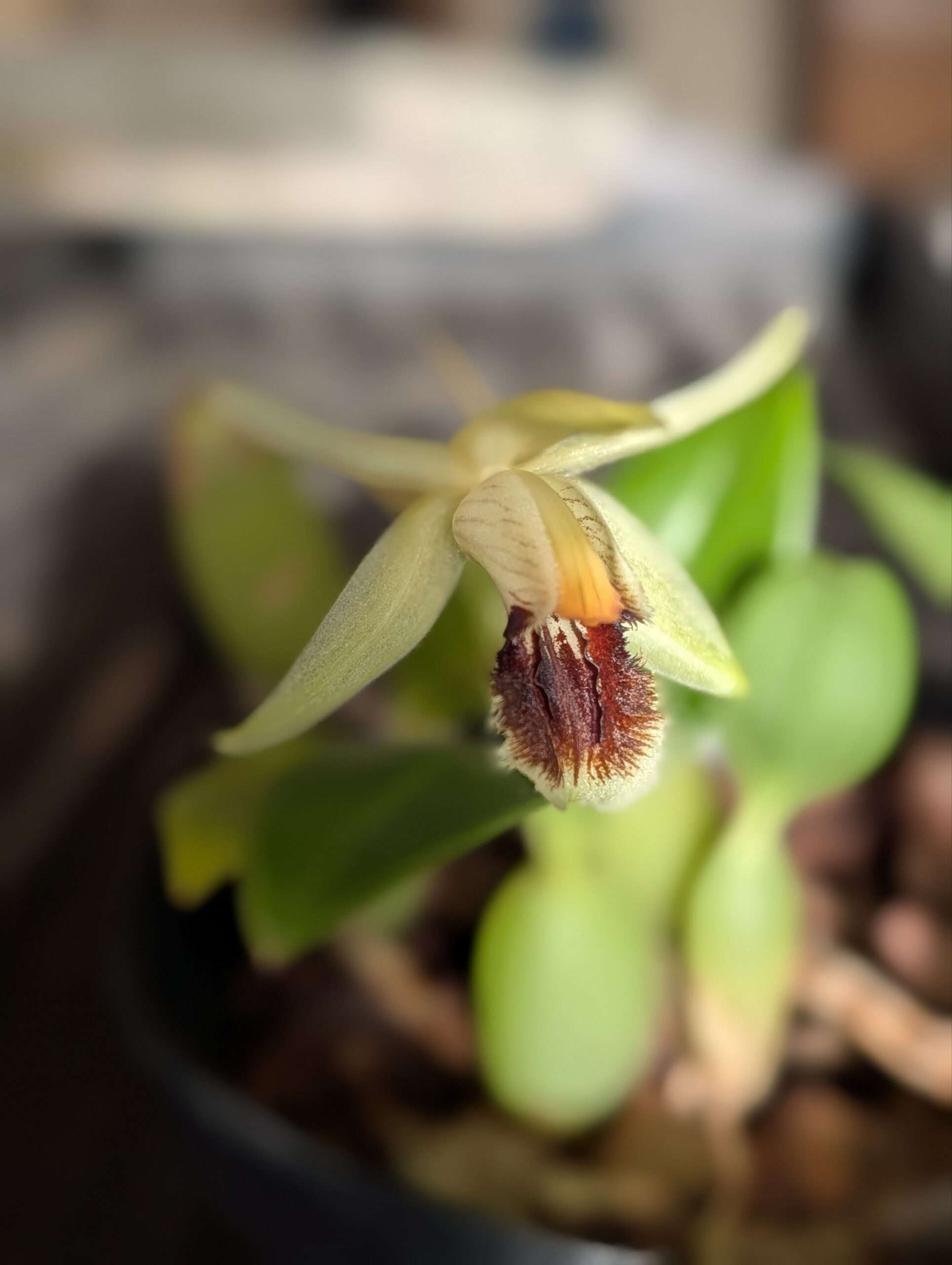 Coelogyne fimbriata 'kevsorchids'