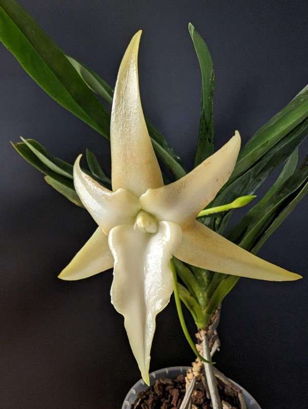 Angraecum sesquipedale var. angustifolium