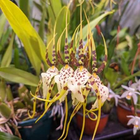 brassia eternal wind orchid flower