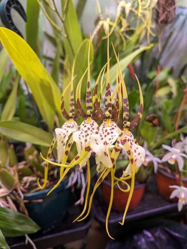 brassia eternal wind orchid flower