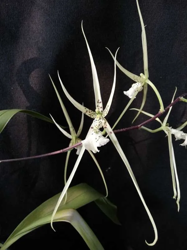 Brassia verrucosa var. brachiata – Kevs Orchids