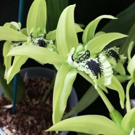 Coelogyne Orchids