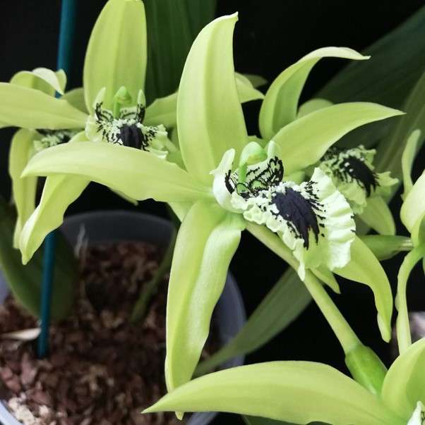 Coelogyne pandurata