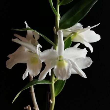 Dendrobium Orchids