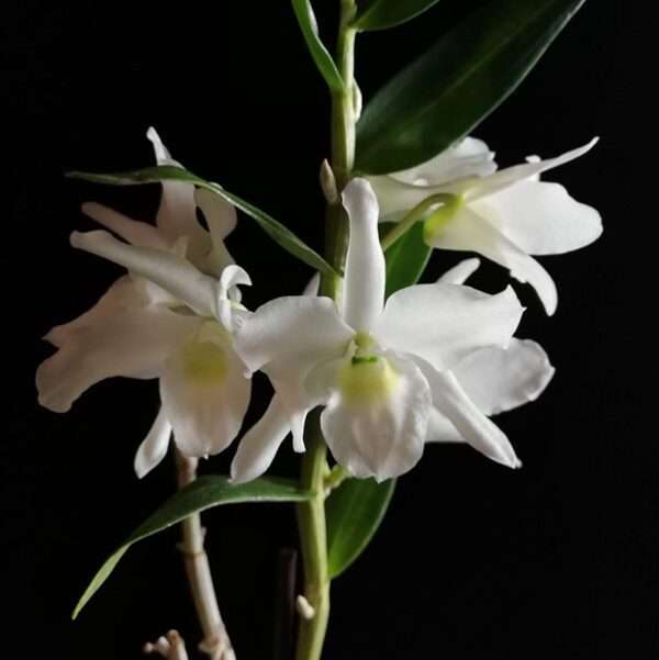 Dendrobium Ise ‘Yayoi’