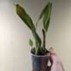 Dendrochilum cobbianum - Image 2