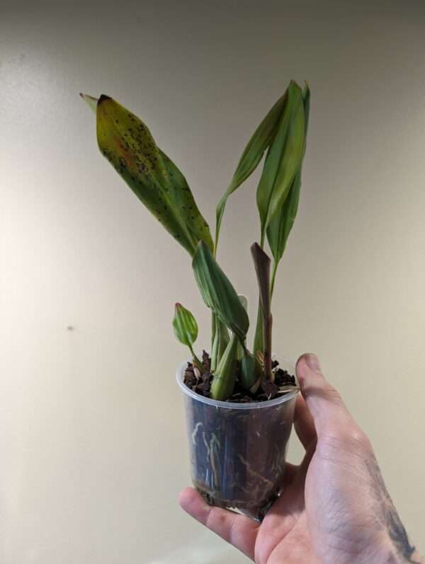 Dendrochilum cobbianum - Image 2