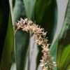 Dendrochilum convallariiforme orchid flower for sale
