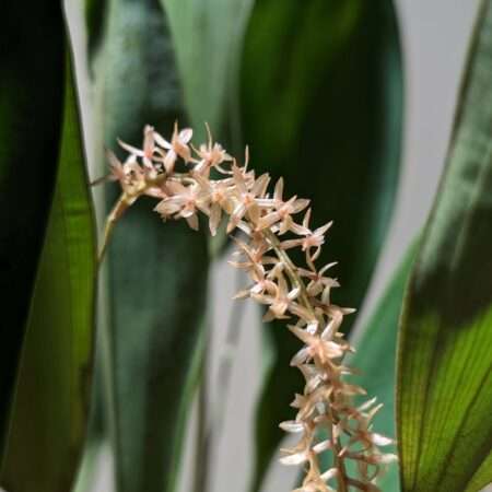 Dendrochilum convallariiforme orchid flower for sale