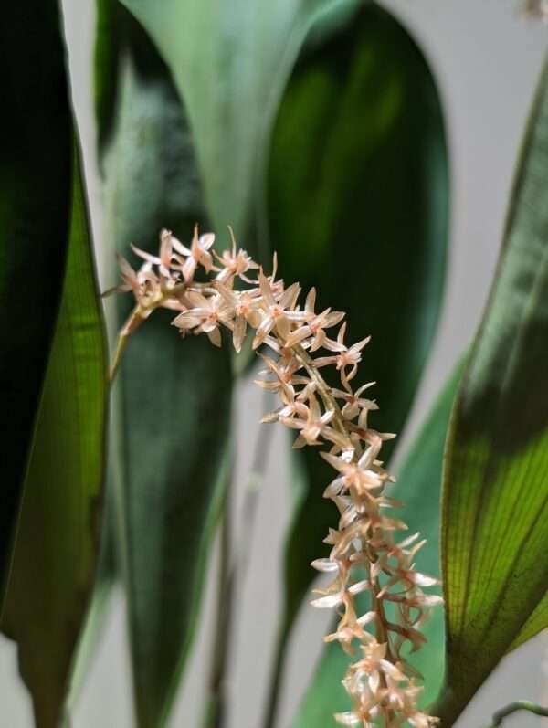 Dendrochilum convallariiforme orchid flower for sale