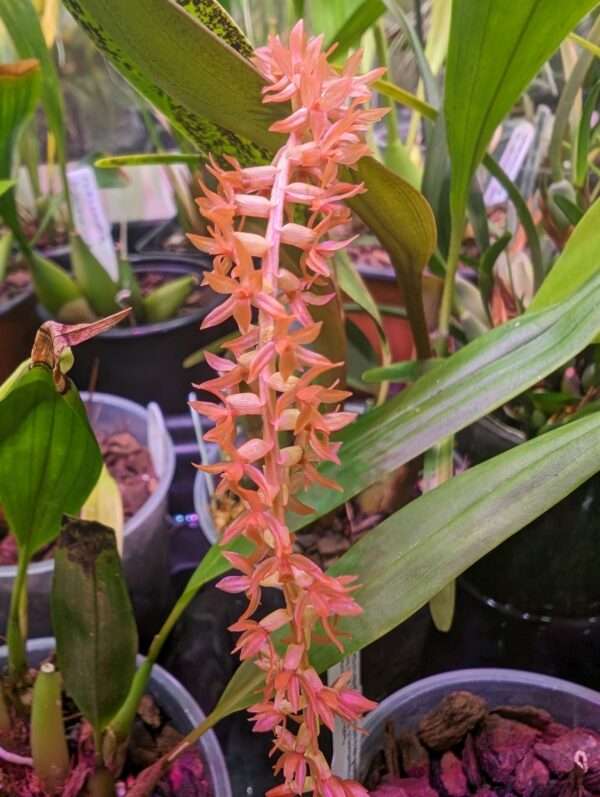 Dendrochilum propinquum ‘Mindanao’