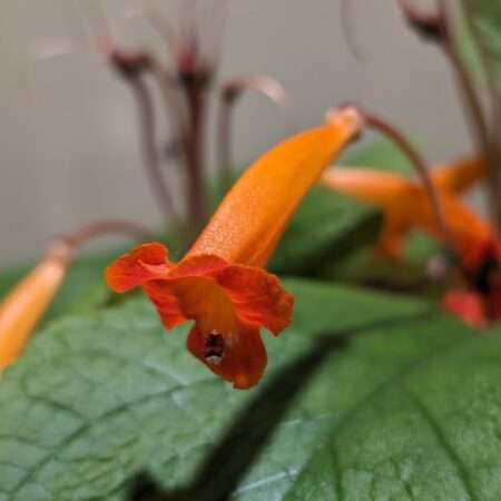 Sinningia calcaria