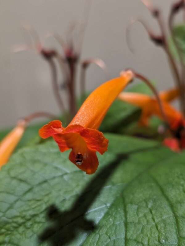 Sinningia calcaria