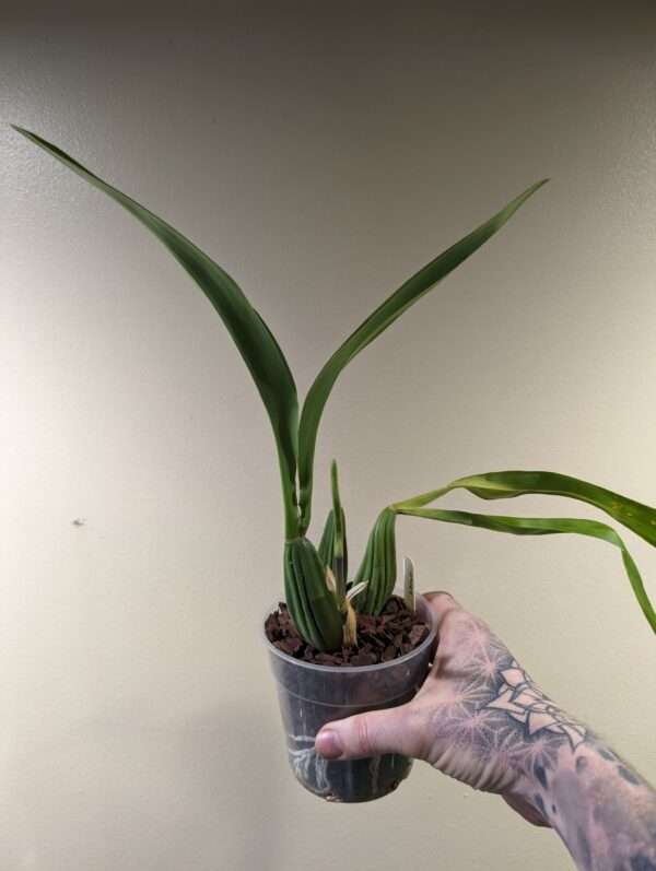 Brassia verrucosa ‘Sea Breeze’