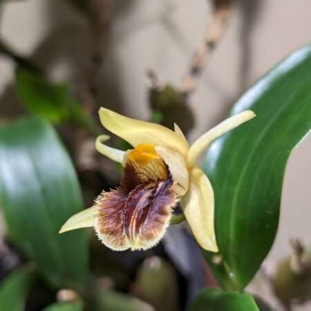 Coelogyne ovalis ‘Karge’