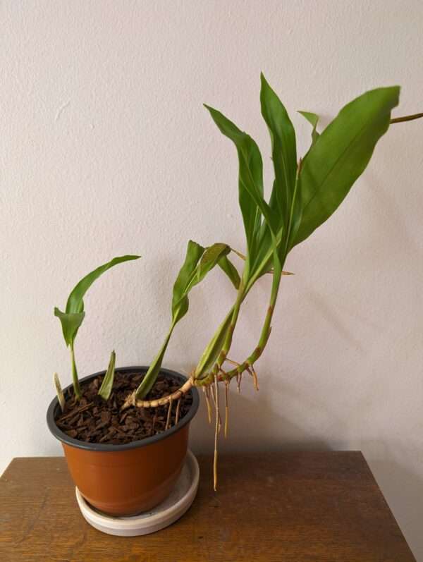 Coelogyne rigida - Image 2