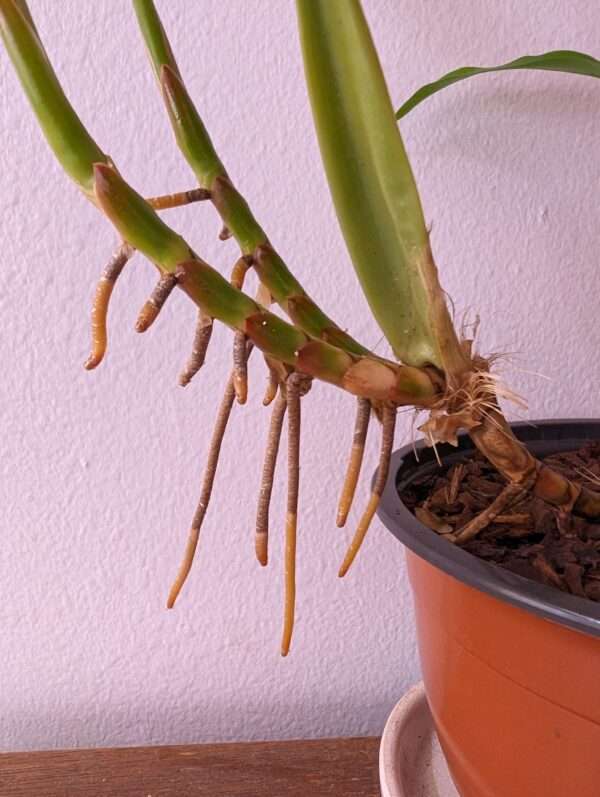 Coelogyne rigida - Image 3