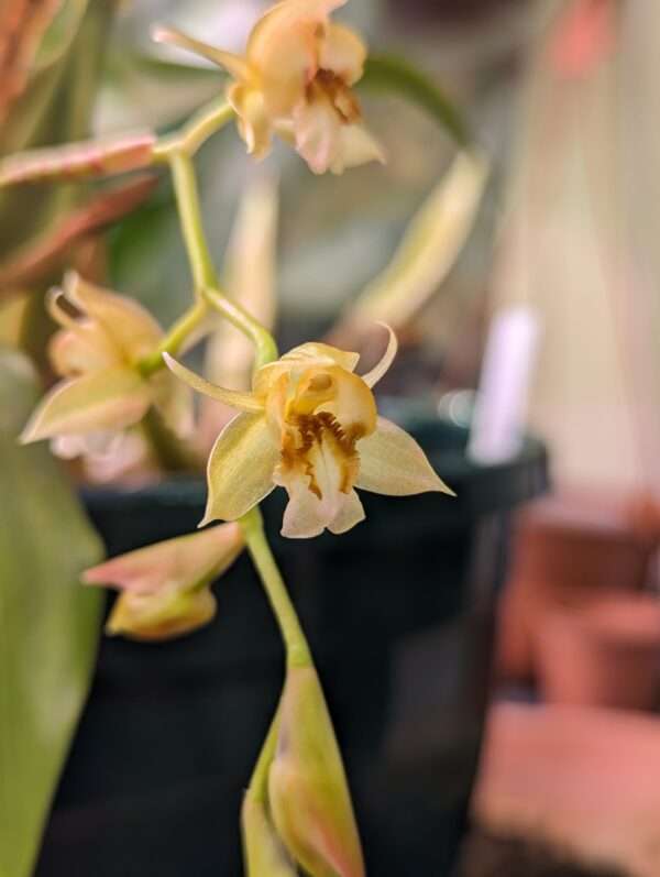 Coelogyne rigida