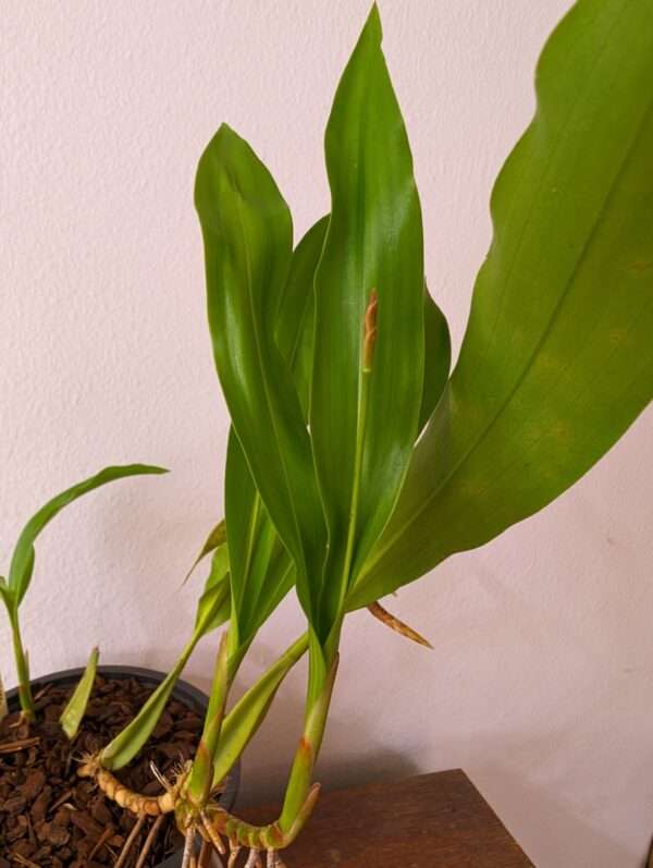 Coelogyne rigida - Image 4
