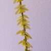 Dendrochilum cobbianum