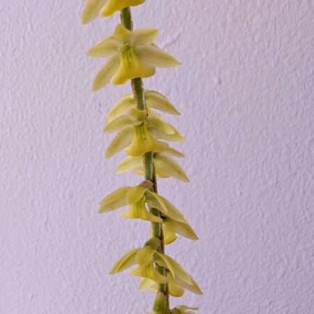 Dendrochilum cobbianum