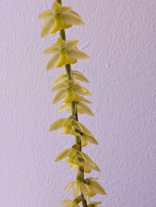 Dendrochilum cobbianum