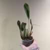 Dendrochilum convallariiforme orchid for sale