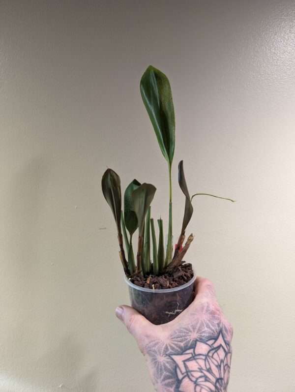 Dendrochilum convallariiforme orchid for sale