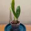 Coelogyne pandurata - Image 2