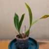 Coelogyne pandurata - Image 3