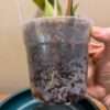 Coelogyne pandurata - Image 4