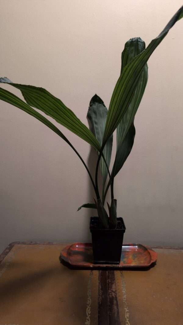 Coelogyne velutina