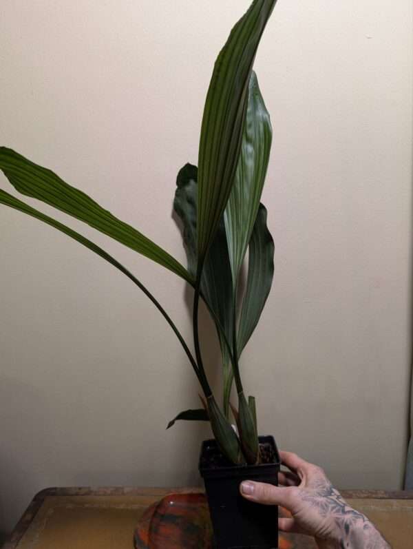 Coelogyne velutina - Image 2
