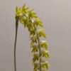 Dendrochilum magnum