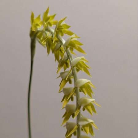 Dendrochilum magnum