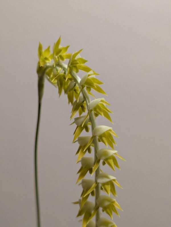 Dendrochilum magnum