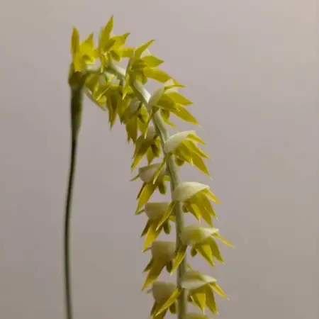 Dendrochilum magnum 7cm backbulb division