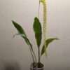 Dendrochilum magnum - Image 2